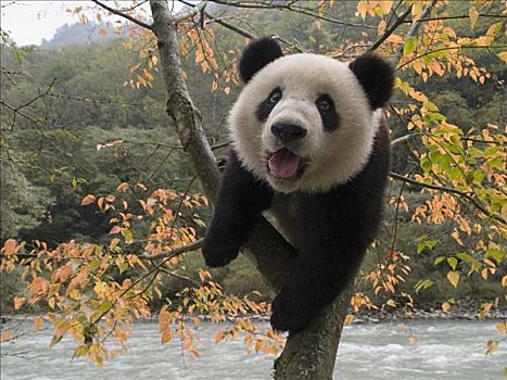 大熊猫,幼兽,攀登,树,中国