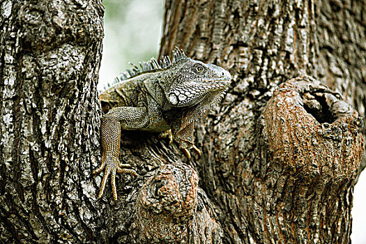 绿鬣蜥,成年,坐,树,瓜亚基尔,省,厄瓜多尔,南美
