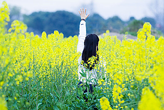 春天油菜花