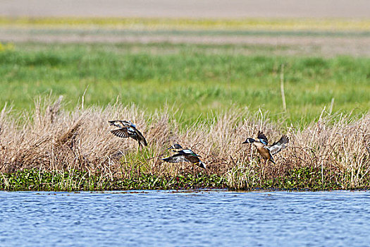 蓝翅鸭,鸭属,飞行,湿地,伊利诺斯,美国