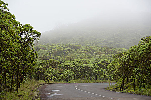 南美,厄瓜多尔,加拉帕戈斯群岛,圣克鲁斯岛,模糊,树林,公路,大幅,尺寸