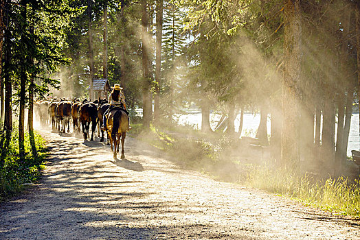牧群,马,女人,尘土,林中小径,班芙国家公园,艾伯塔省,加拿大,北美
