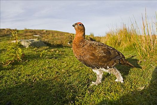 红松鸡,柳雷鸟,高沼地,草,约克郡溪谷国家公园,英格兰