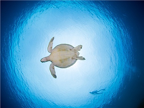 绿海龟,水下,布那肯岛,印度尼西亚
