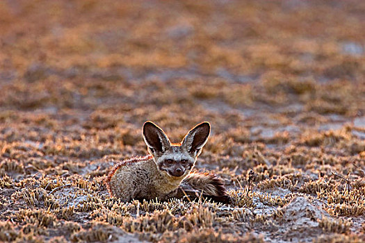 大耳狐,卡拉哈迪大羚羊国家公园,博茨瓦纳