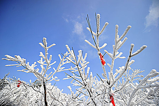 雪挂与枝头的祈福布条
