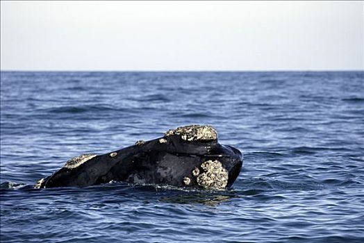 南露脊鲸,肖像,南非