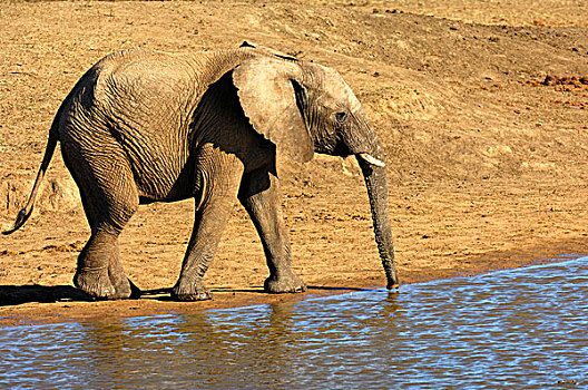非洲,大象,喝,水坑,游戏,南非