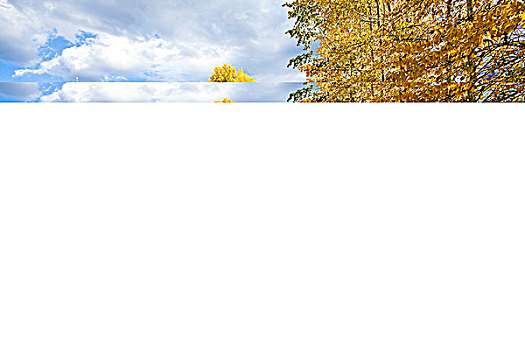 新疆阿勒泰喀纳斯秋天里的白桦林
