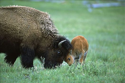美洲野牛,野牛,雌性,玩,黄石国家公园,蒙大拿