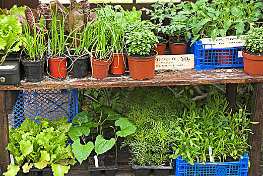园艺植物,药草,蔬菜,幼苗,销售,货摊,多西特,英格兰,英国,欧洲