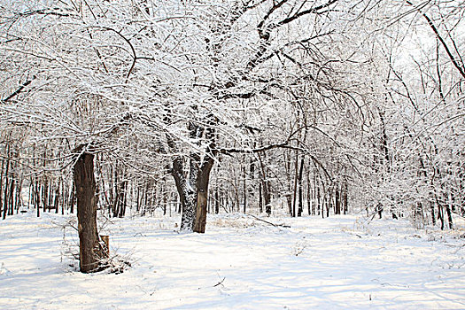 公园,树木,雪