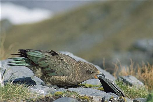 食肉鹦鹉,啄羊鹦鹉,转,石头,觅食,南阿尔卑斯山,福克斯冰川,西区国家公园,南岛,新西兰