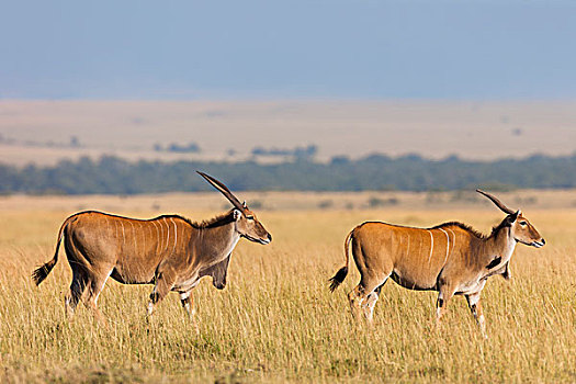 普通,大羚羊,大草原,马赛马拉国家保护区,肯尼亚