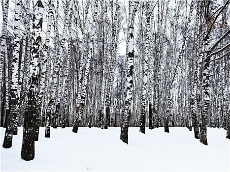 边缘,雪,桦树,木头