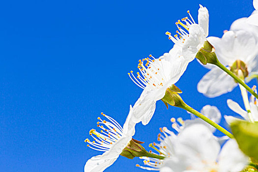 特写,白色,樱花,蓝天,德国