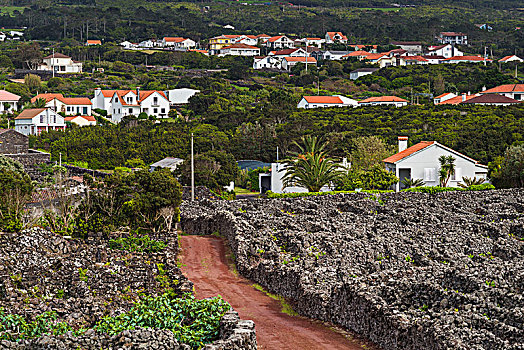 葡萄牙,亚速尔群岛,皮库岛,乡间小路,葡萄园,火山岩