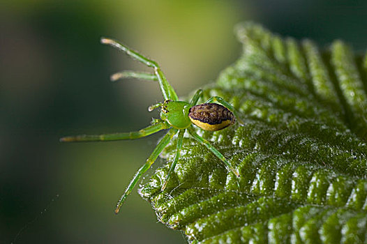 蟹蛛,女性,绿叶,欧洲