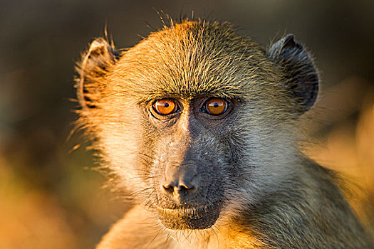 非洲,博茨瓦纳,乔贝国家公园,头像,幼仔,南非大狒狒,豚尾狒狒,坐,早晨,太阳,乔贝,河