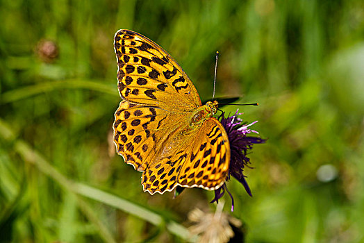 豹纹蝶,巴伐利亚,德国