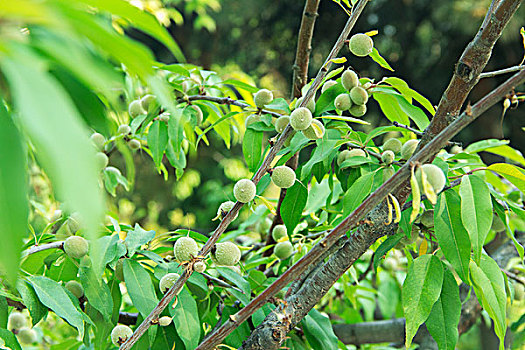 小核桃植物果实果树