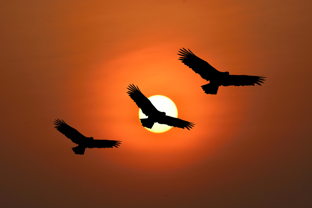 雄鹰飞向太阳的图片图片