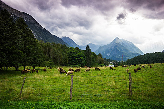 阿尔卑斯草甸,进食,绵羊,高山,背影,风暴,斯洛文尼亚