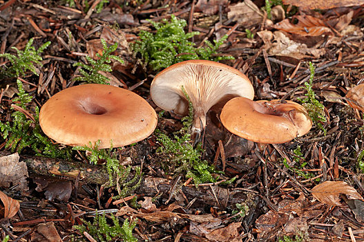 野蘑菇图片素材_野蘑菇图片素材大全_野蘑菇素材大全