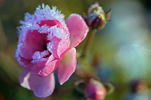 霜冻,玫瑰