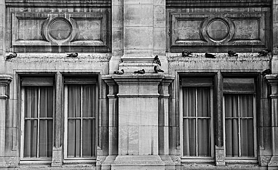 鸽子,石台,巴黎