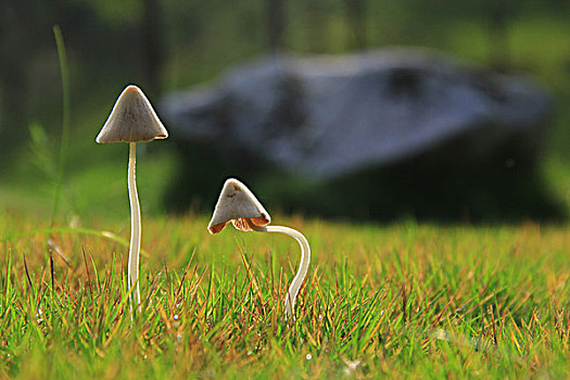 卑躬屈膝的小蘑菇