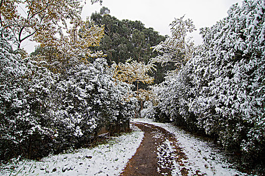 昆明校园雪景