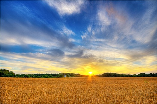 小麦,日落