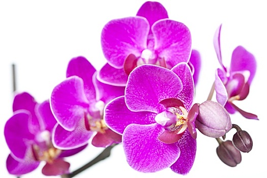 漂亮,背景,紫色,兰花