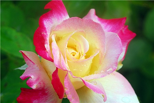 粉色,黄玫瑰,花