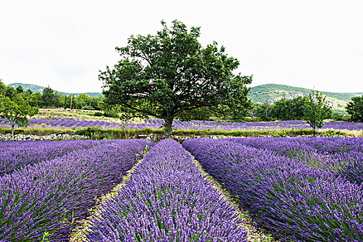 薰衣草种植区,靠近,沃克吕兹省,法国,欧洲