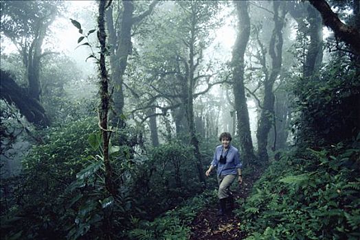 小路,远足者,蒙特维多云雾森林自然保护区,哥斯达黎加