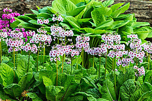 花,展示,波特兰,俄勒冈,美国