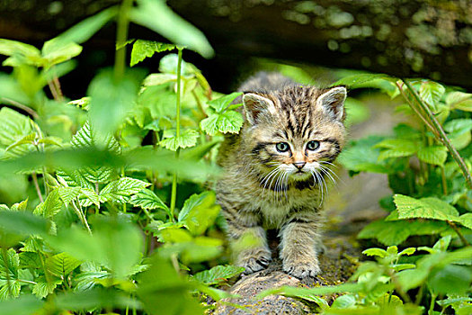 幼兽,欧洲,野猫科动物,斑貓,瑞士