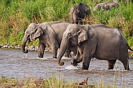 印度,亚洲象,河,国家公园