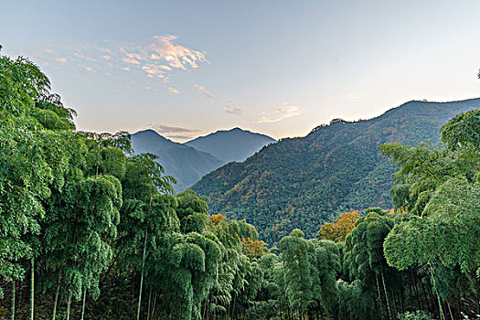 山峰竹林