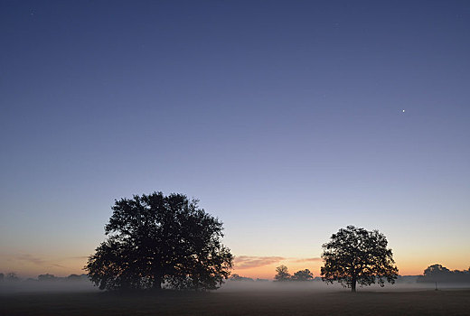 草地,风景,孤单,橡树,早晨,雾气,日出,萨克森安哈尔特,德国,欧洲