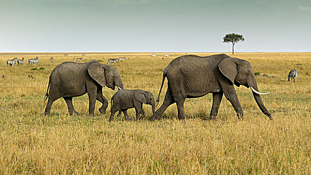 非洲,大象,多,诞生,风景,风暴,天空,马赛马拉国家保护区,肯尼亚,东非