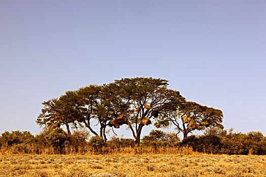 树,鸟窝,埃托沙国家公园,纳米比亚,非洲