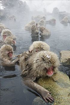 雪猴,温泉,长野,日本