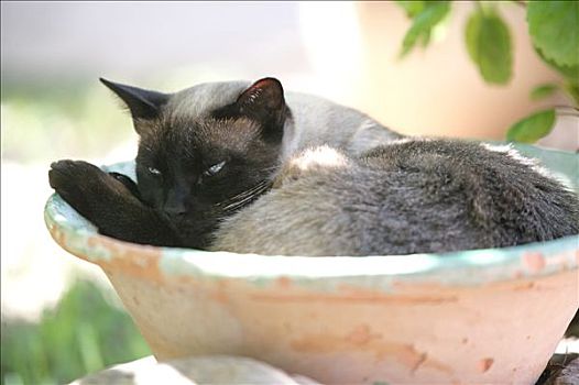 暹罗猫,躺着,盘子,平台