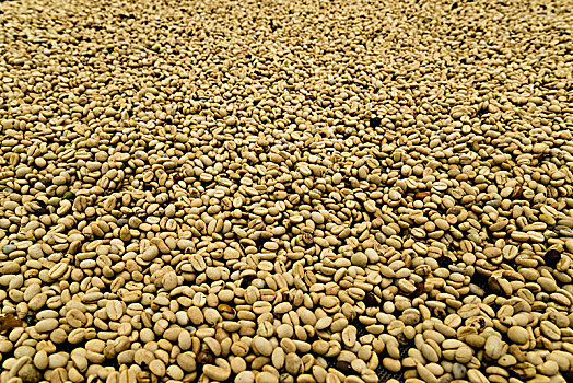 咖啡豆,弄干,庄园,咖啡种植园,靠近,哥伦比亚,南美