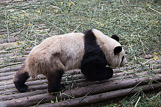 可愛,大熊貓,動物園