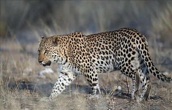 豹,雌性,莫雷米禁猎区,博茨瓦纳