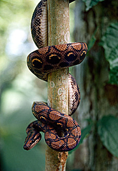 大蟒蛇,树